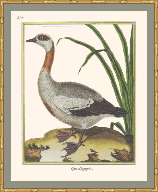 Oye Framed Print