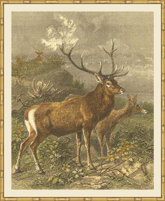 Small Red Deer Framed Print